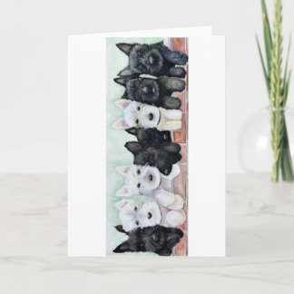Carte Chiots Scottie