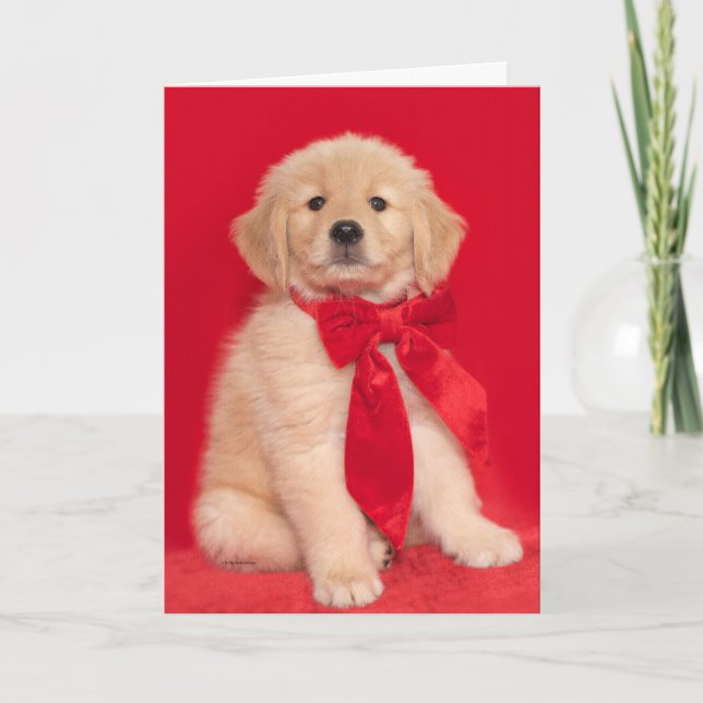 Carte Chiouette Retriever doré Noël Woofin' Joyeux (Devant)