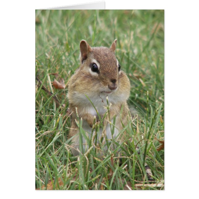 Carte Chipmunk Cheeks (Devant)