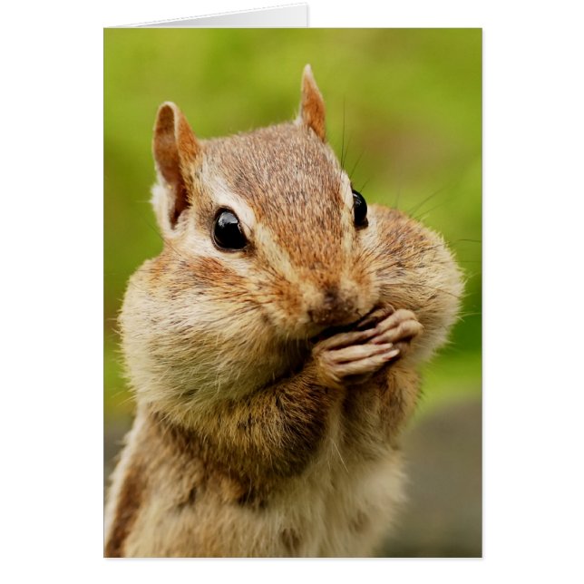 Carte Chipmunk Cheeky (Devant)