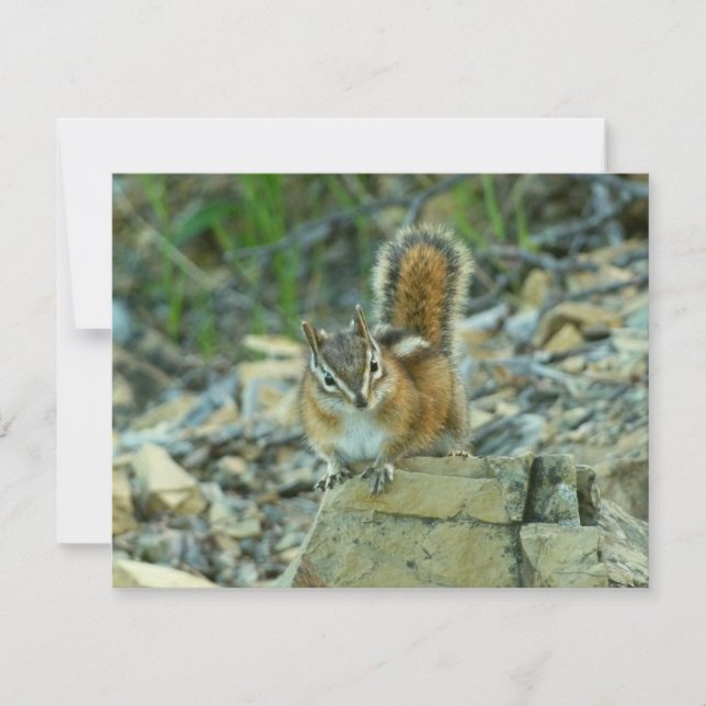 Carte Chipmunk dans le parc national des Glaciers (Devant)