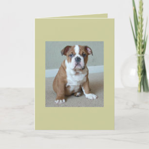 Carte Chippon de Bulldog anglais