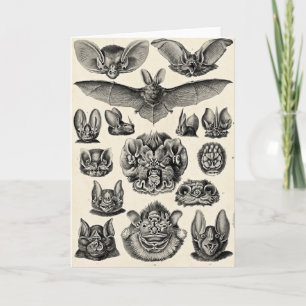 Carte Chiroptera de Haeckel