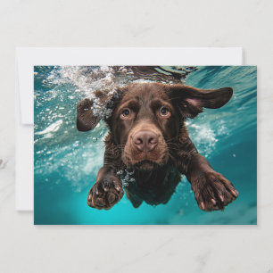 Carte Chocolat Joueur Labrador nage sous l'eau