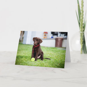 Carte Chocolat Labrador Puppy Avec Tennis Ball