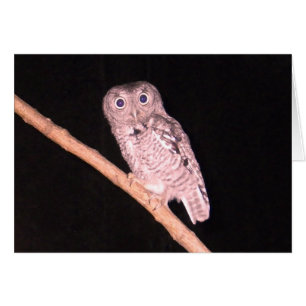 Carte Chouette