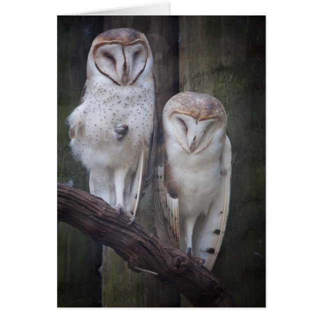 Carte Chouette (Devant)