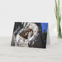 Chouette à cris de l'Ouest au coeur de l'arbre