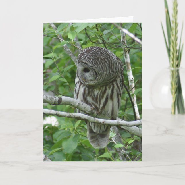 Carte Chouette barrée avec plumes de cou (Devant)