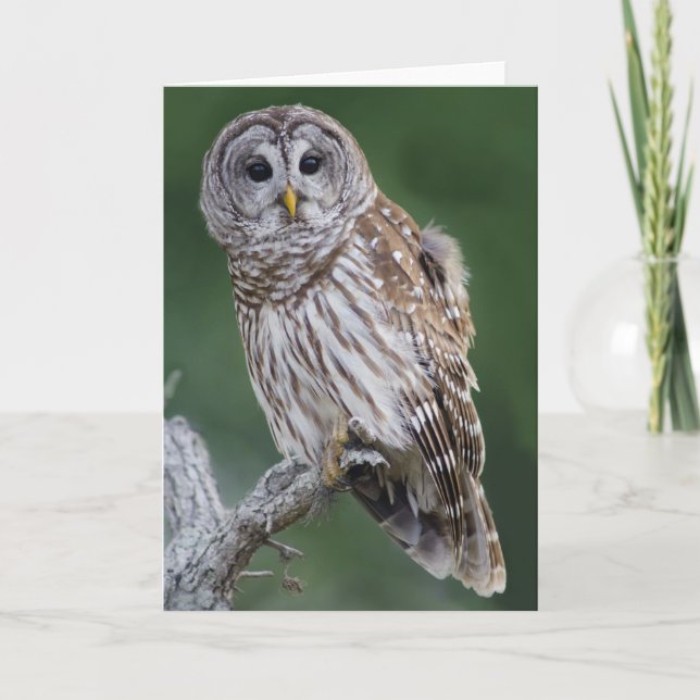 Carte Chouette barrée (Strix varia) (Devant)