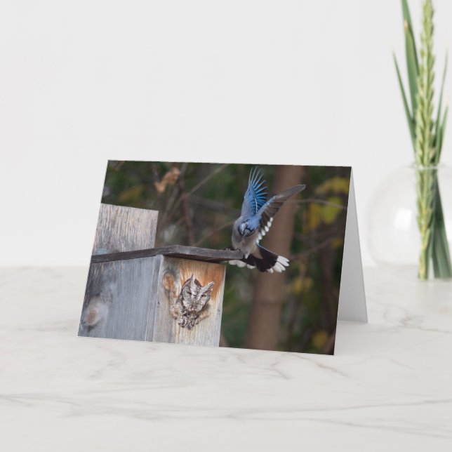 Carte Chouette harcelée par Blue Jay (Devant)
