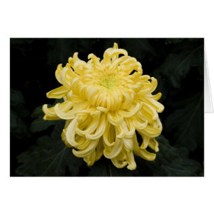 Carte Chrysanthème jaune