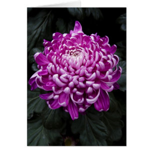 Carte Chrysanthemum Violet