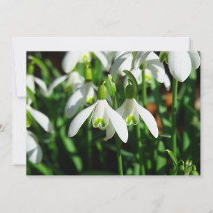 Carte Chutes de neige - Fleurs de bulbe en fleurs hivern