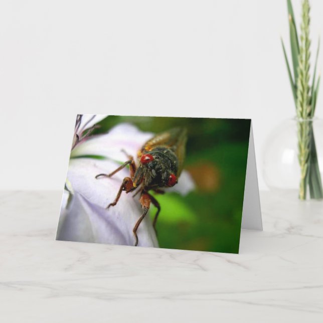Carte Cicada (Devant)