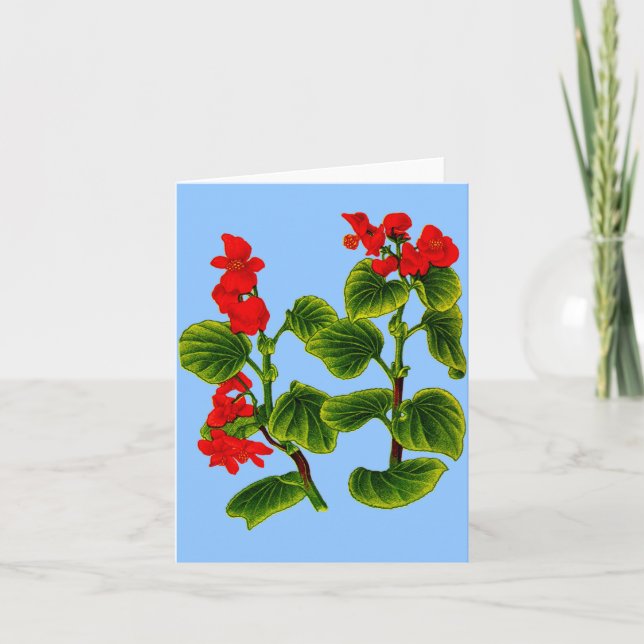 Carte cire begonia cire begonias (Devant)