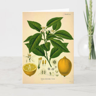 Carte Citrons