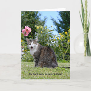 Carte cligner de l'oeil le chat tigré pour
