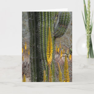 Carte Close up of Cactus and Agave