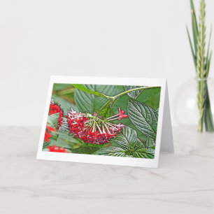 CARTE CLUSTER OF RED PENTAS LANCEOLATA /STAR FLOWER