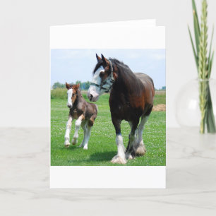 Carte Clydesdale et pouliche