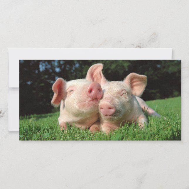 Carte Cochons ensemble (Devant)