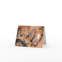 Cochons mignons Sandy & Black Oxford Britanniques 