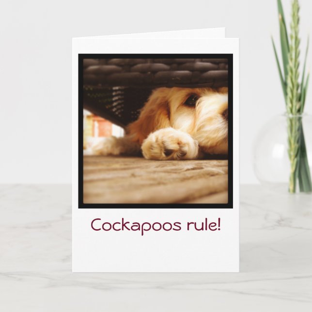 Carte Cockapoos rule greetings card (Devant)