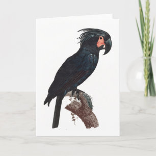 Carte Cockatoo de palme, perroquet de probosciger
