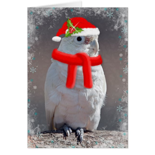 Carte Cockatoo Noël (Entrez Votre Propre Message) (Devant)