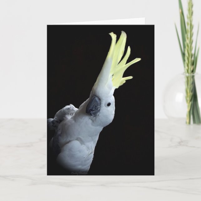 Carte Cockatoo Parrot (Devant)