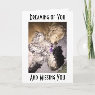 CARTE COCKER/HAVENESE CUDDLE-MISS U À VOTRE ANNIVERSAIRE
