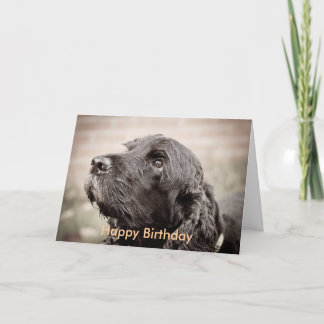 Carte Cocker Spaniel