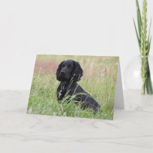 Carte Cocker spaniel