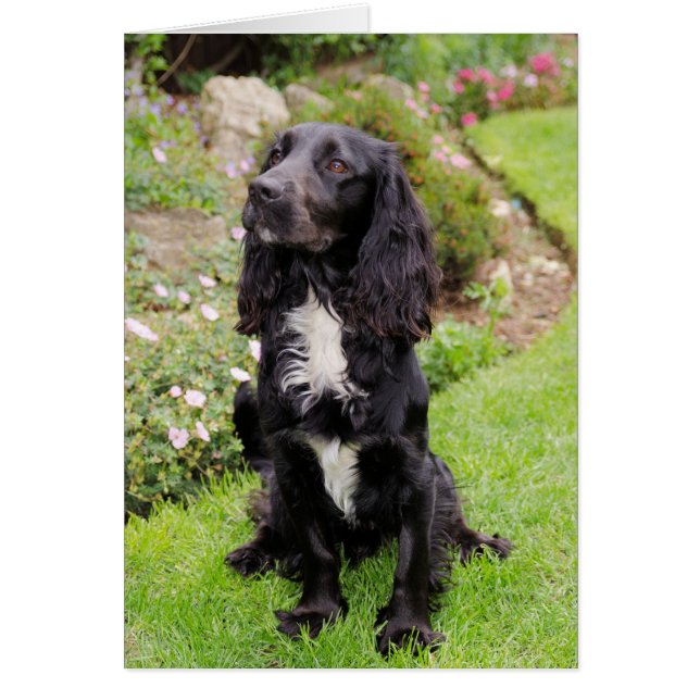 Carte Cocker Spaniel (Devant)