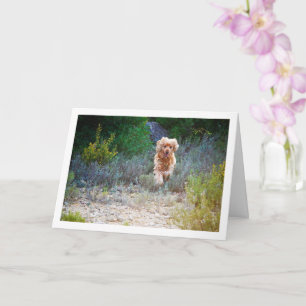 Carte Cocker Spaniel Anglais courant à la campagne