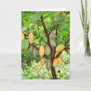 Carte Cocotier