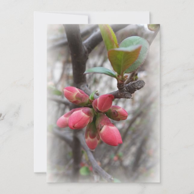 Carte coing sauvage florissant (Devant)