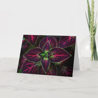 Carte Coleus