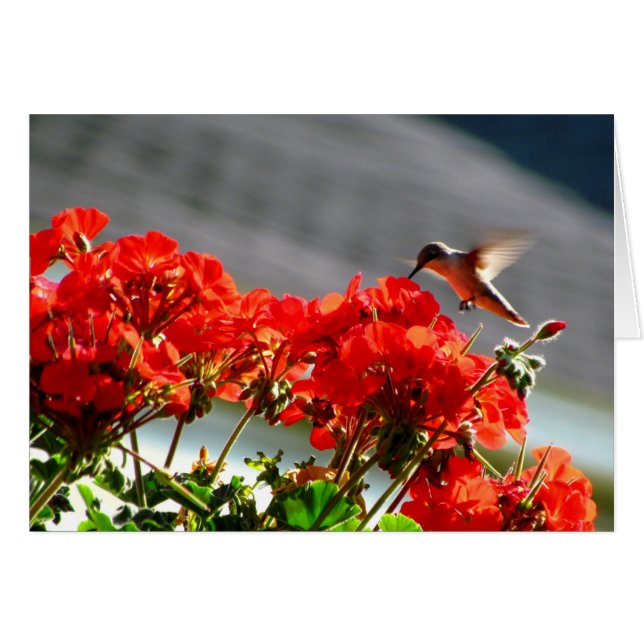 Carte Colibri (Devant horizontal)