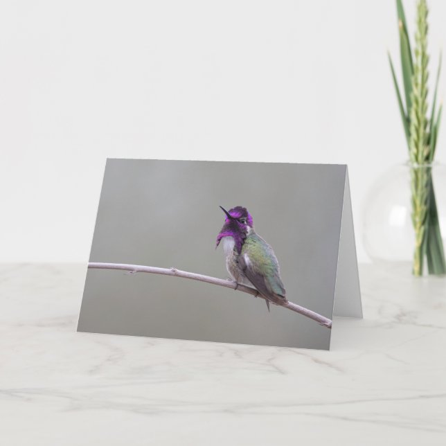 Carte Colibri de Costa (Devant)