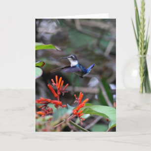 Carte Colibri en vol et fleurs rouges
