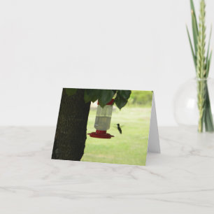 Carte Colibri solitaire