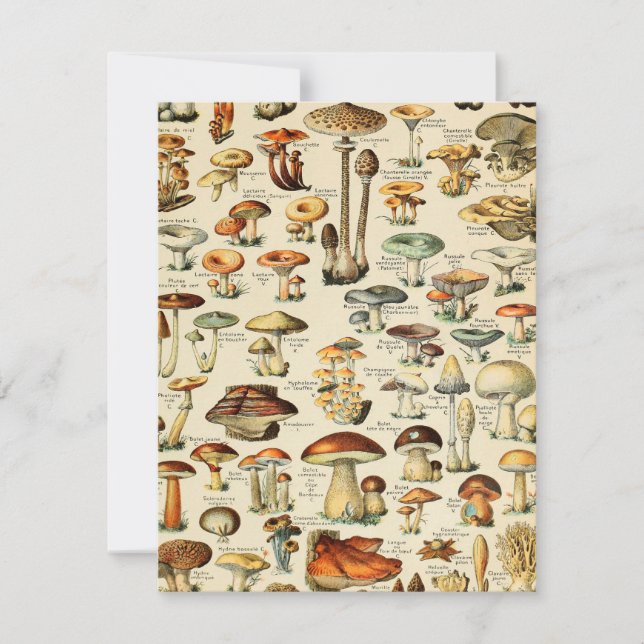Carte Collection de champignons (Devant)