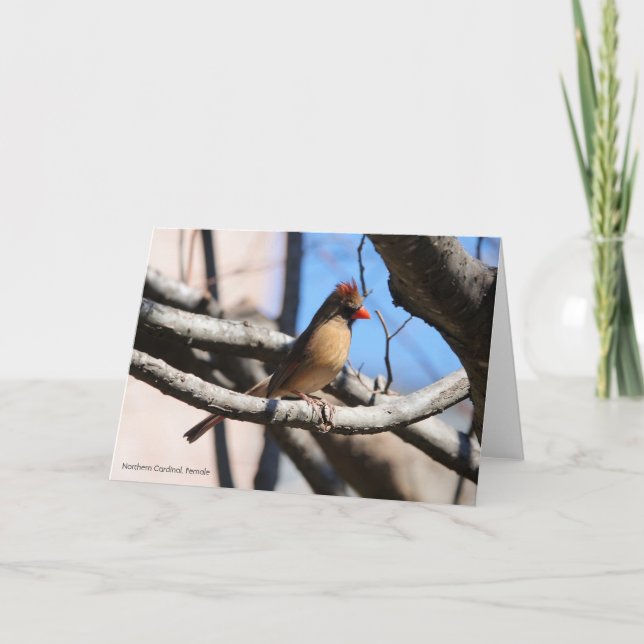 Carte Collection d'oiseaux : Cardinal du Nord (notes en  (Devant)