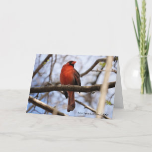 Carte Collection d'oiseaux : Cardinal rouge (notes vierg