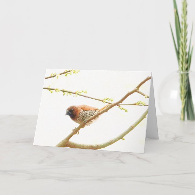 Carte Collection d'oiseaux : Finch d'épices (notes vierg (Devant)