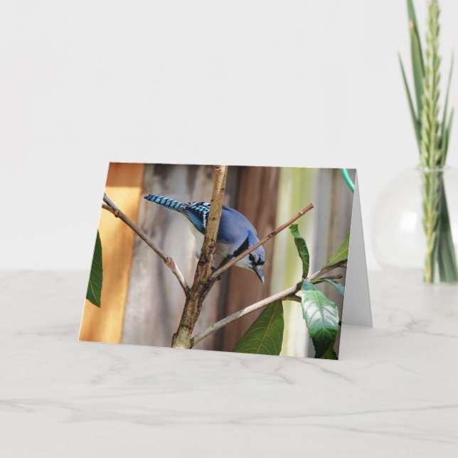 Carte Collection d'oiseaux : Jay bleu (notes en blanc) (Devant)