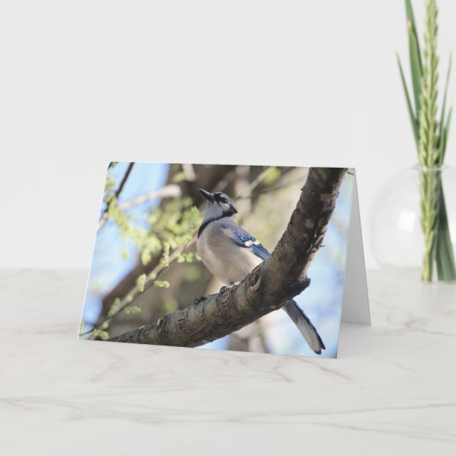 Carte Collection d'oiseaux : Jay bleu (notes en blanc) (Devant)