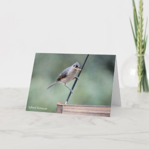 Carte Collection d'oiseaux : souris à pointes (notes vid
